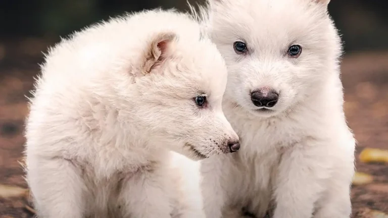 Científicos reviven al “lobo terrible”, se había extinguido hace más de 10 mil años