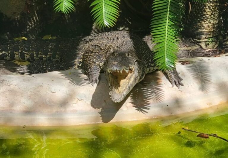 Buscan cocodrilo que escapó de una finca en Puerto Plata