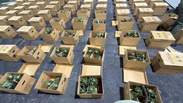 Hallan en el AILA cocaína en cajas de piñas con destino Afganistán pasando por España Hallan en el AILA cocaína en cajas de piñas con destino Afganistán pasando por España