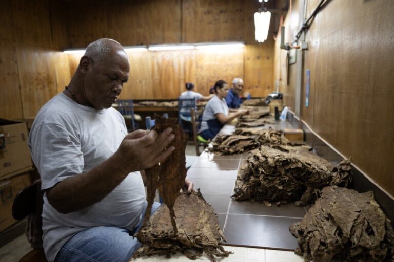 El tabaco dominicano vive su mejor momento con cifras récord de exportaciones