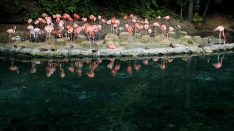 Zoológico Nacional aclara que donación de animales desde Puerto Rico no incluye especies venenosas