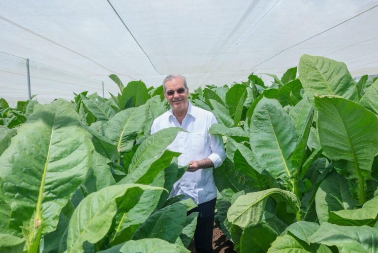 República Dominicana reporta 1,359 millones de dólares en exportaciones de tabaco en 2025